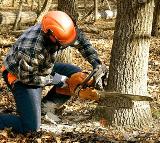 Tree Removal in Oakdale, NY